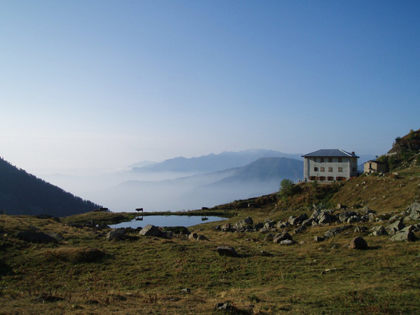 a Il selleries al mattino