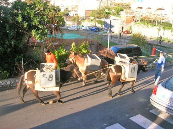 g mattina a Montepertuso...le strade strette preferiscono gli asini...